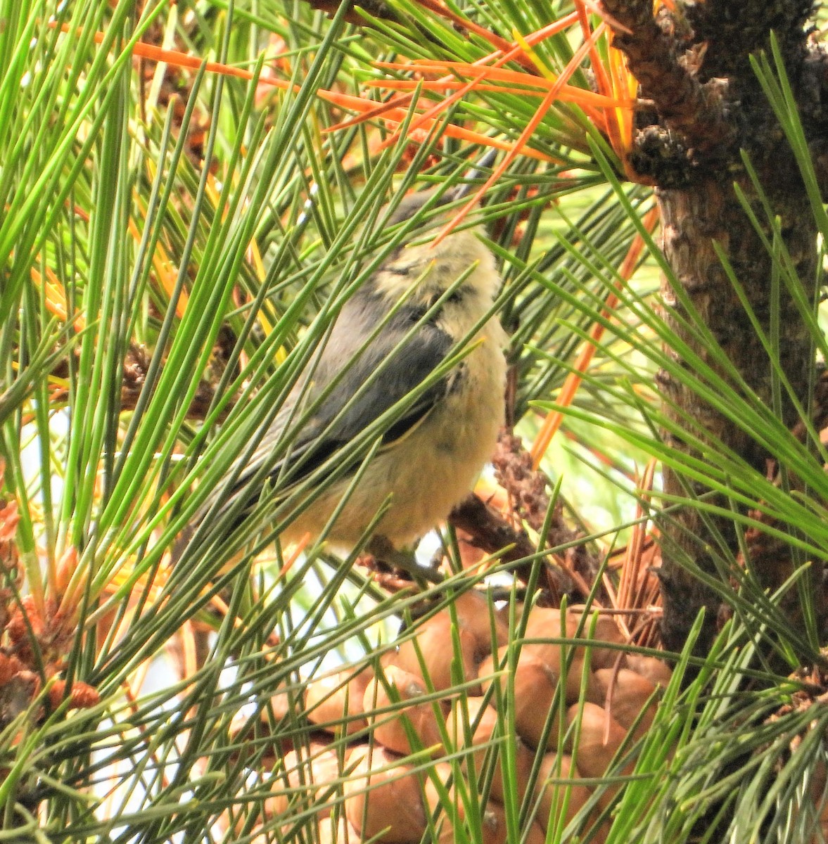 Pygmy Nuthatch - ML169100541