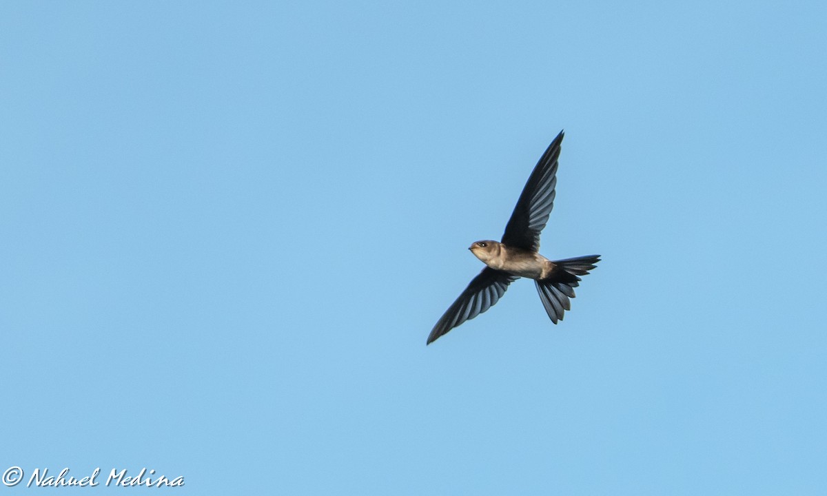 Antillean Palm Swift - Nahuel Medina