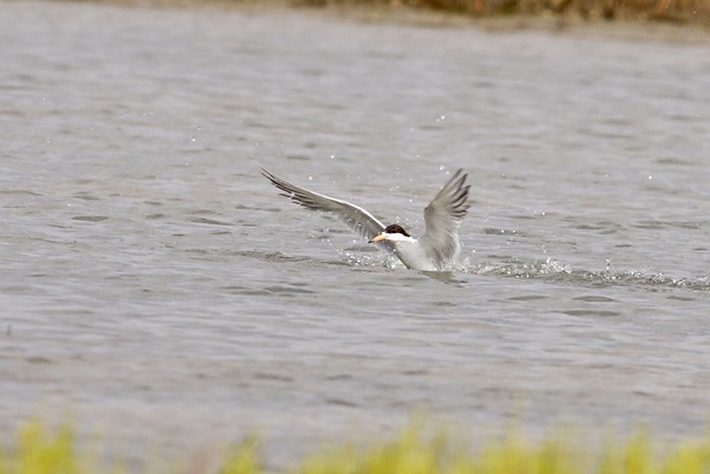 Least Tern - ML169101081