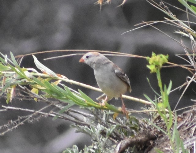 Field Sparrow - ML169101631