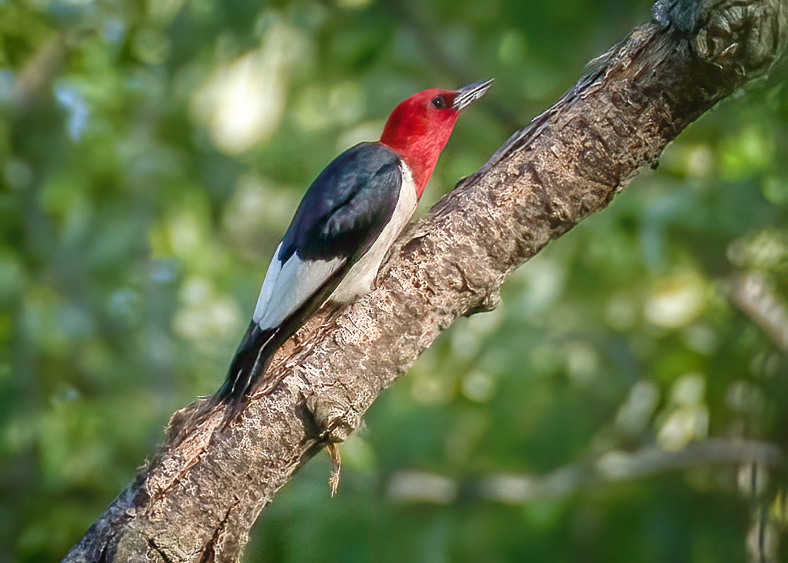 Red-headed Woodpecker - Rick Wilhoit