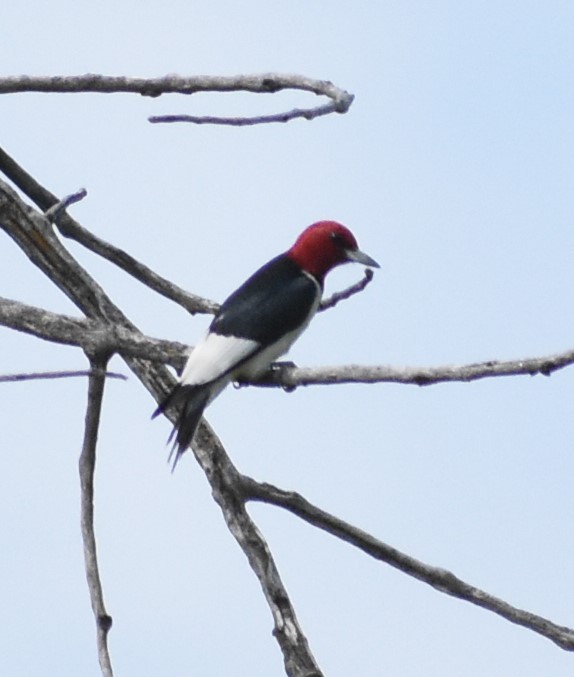 Red-headed Woodpecker - Rob Cassady