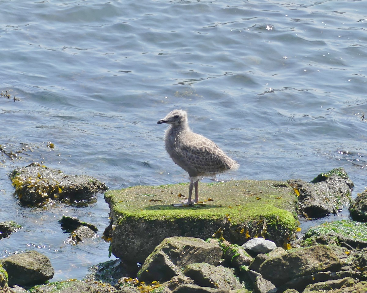 Herring Gull - ML169103751