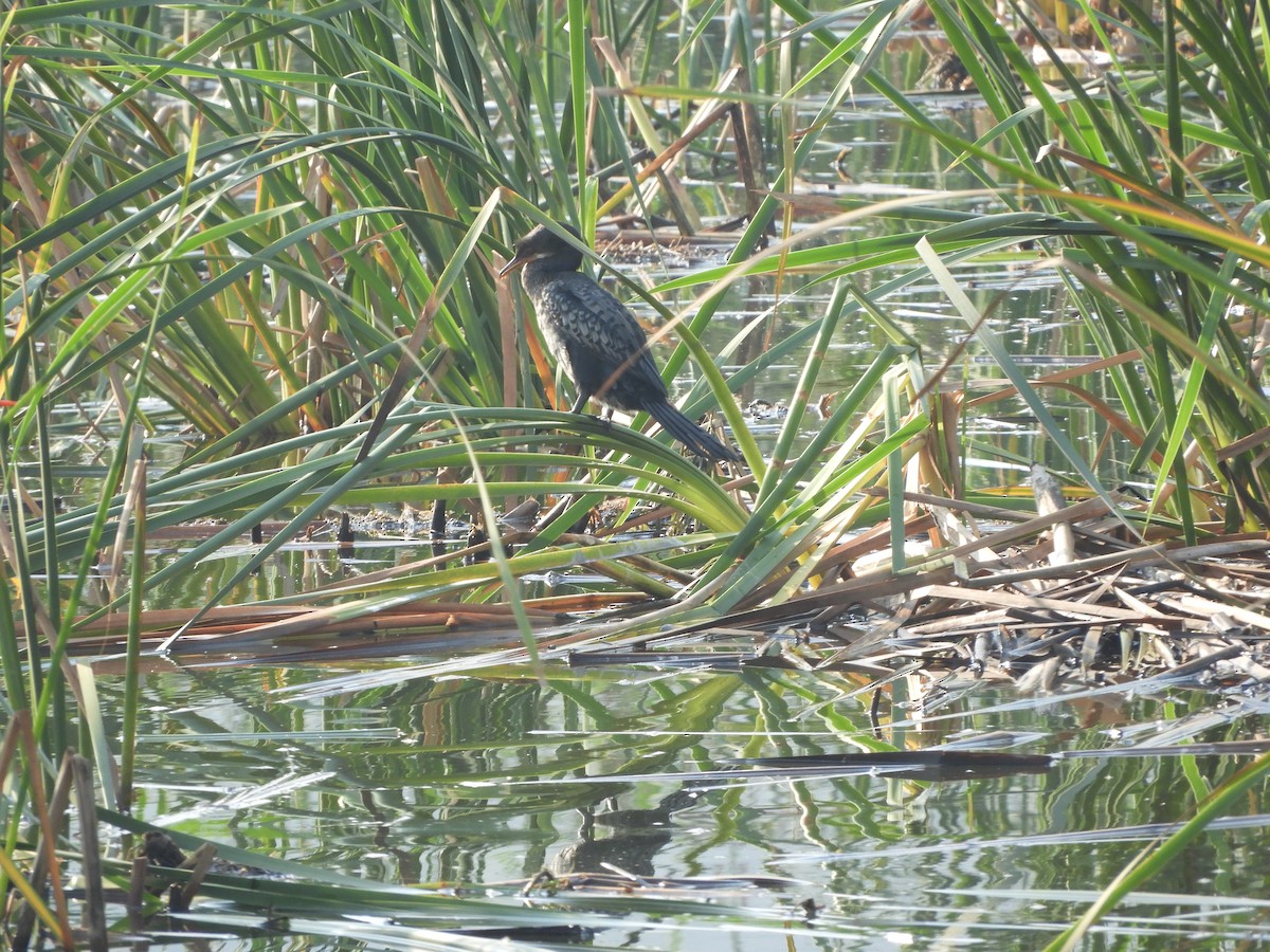 Long-tailed Cormorant - France Desbiens