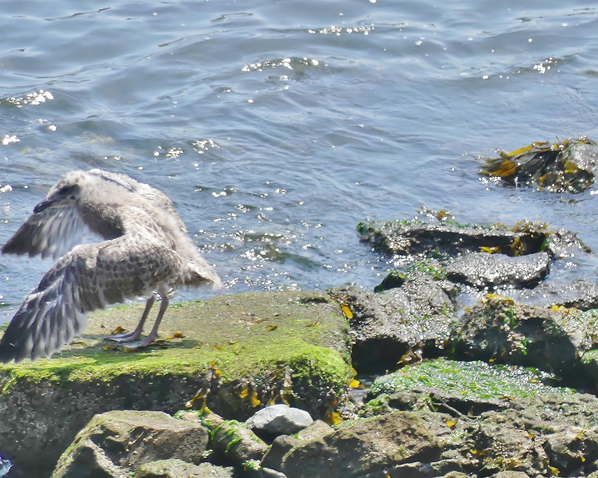 Herring Gull - ML169104001