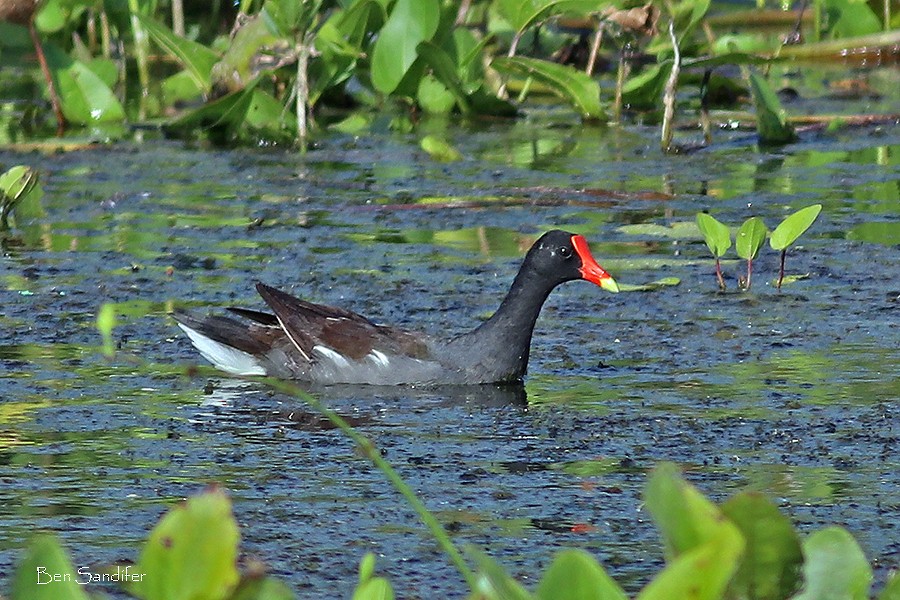 Common Gallinule - ML169109111