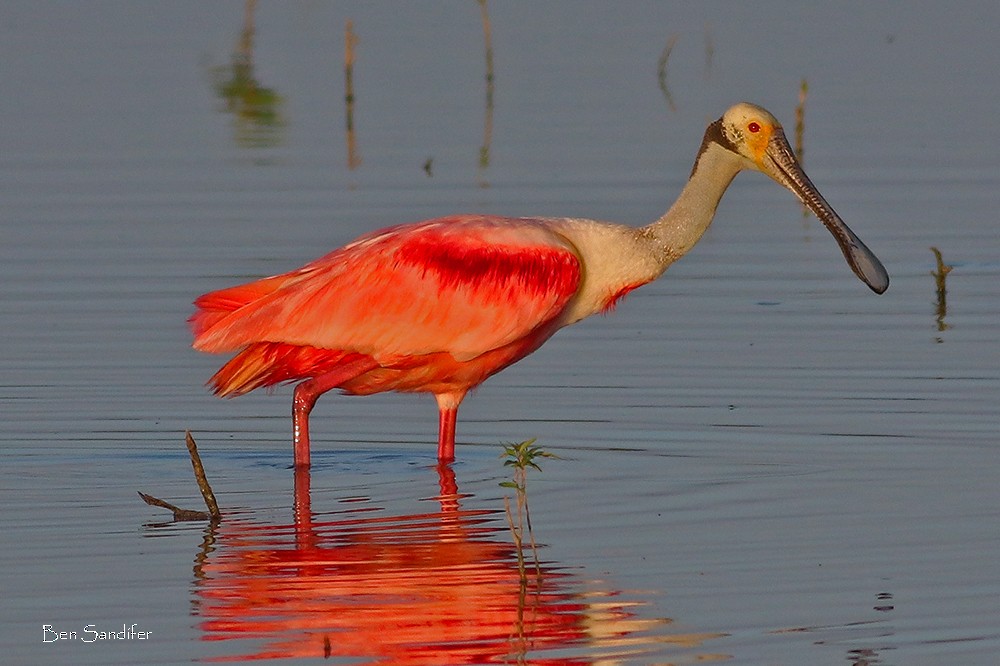 Roseate Spoonbill - ML169109311