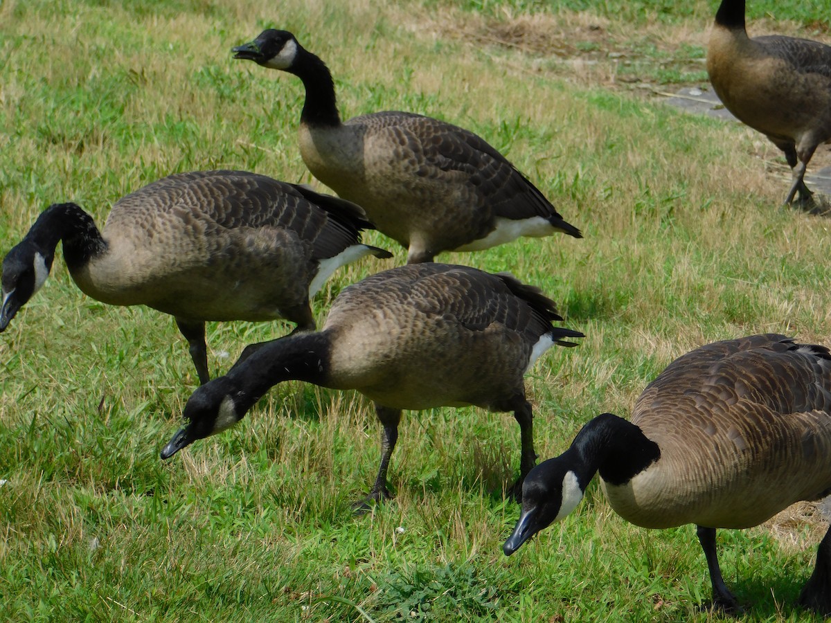 Canada Goose - Luis Mendes