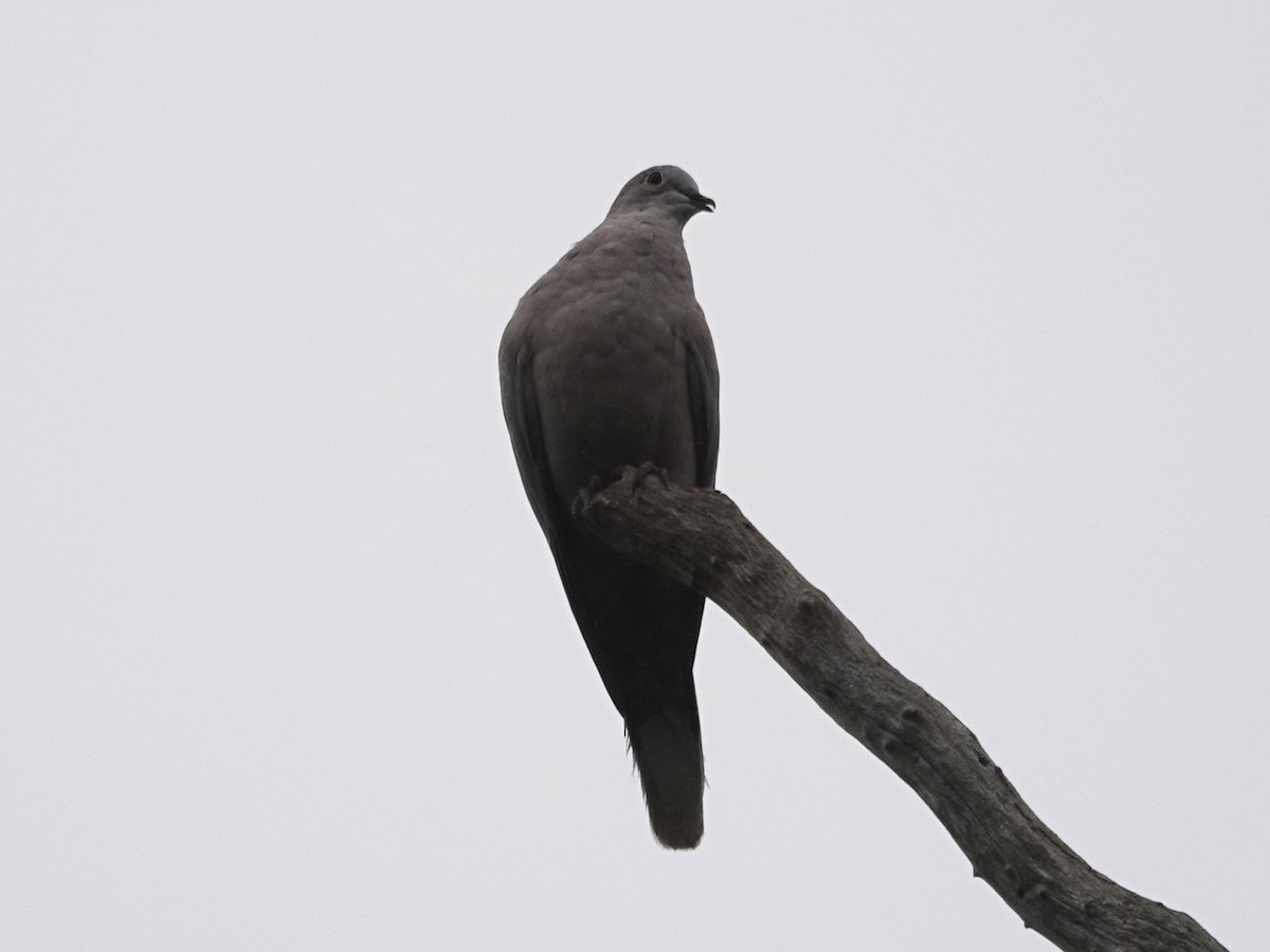 Eurasian Collared-Dove - ML169110401