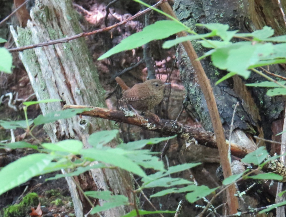 Winter Wren - ML169113001