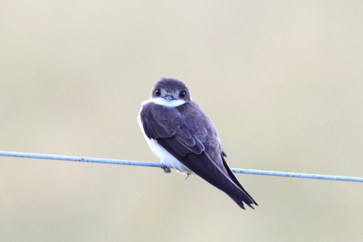 Bank Swallow - ML169114191