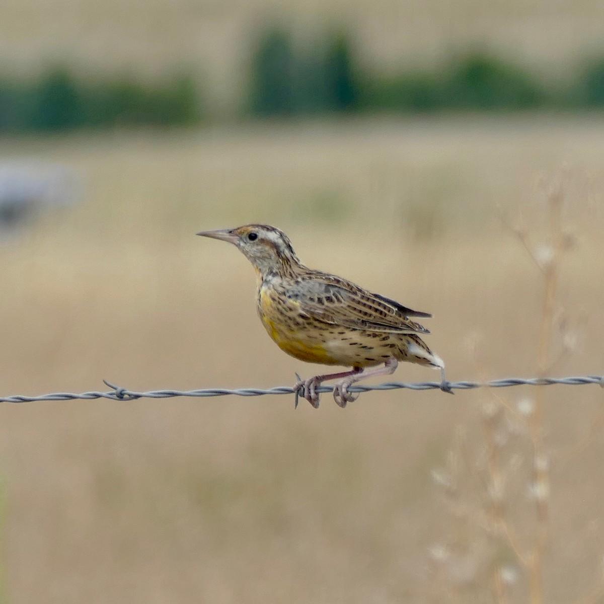 Western Meadowlark - ML169115151