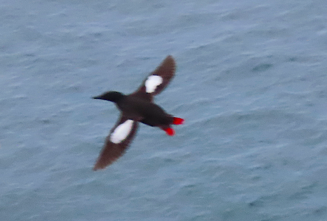 Black Guillemot - ML169115371