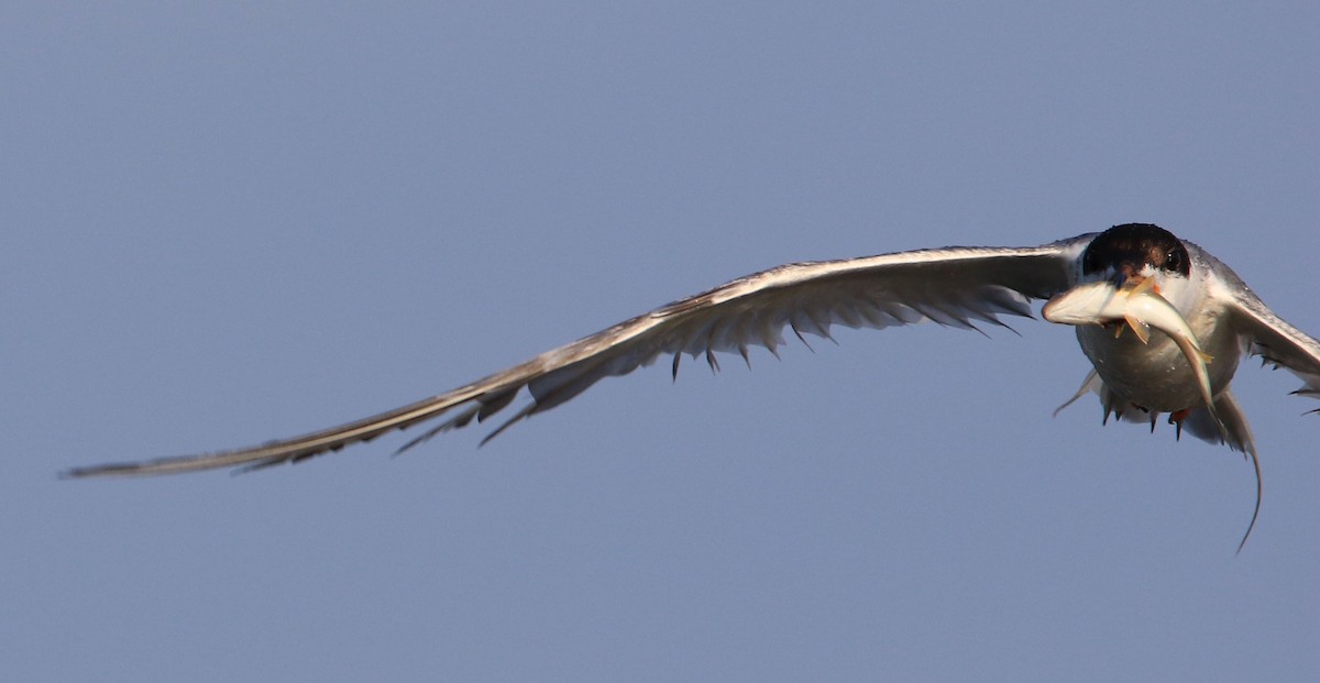 Forster's Tern - Jeff Holmes