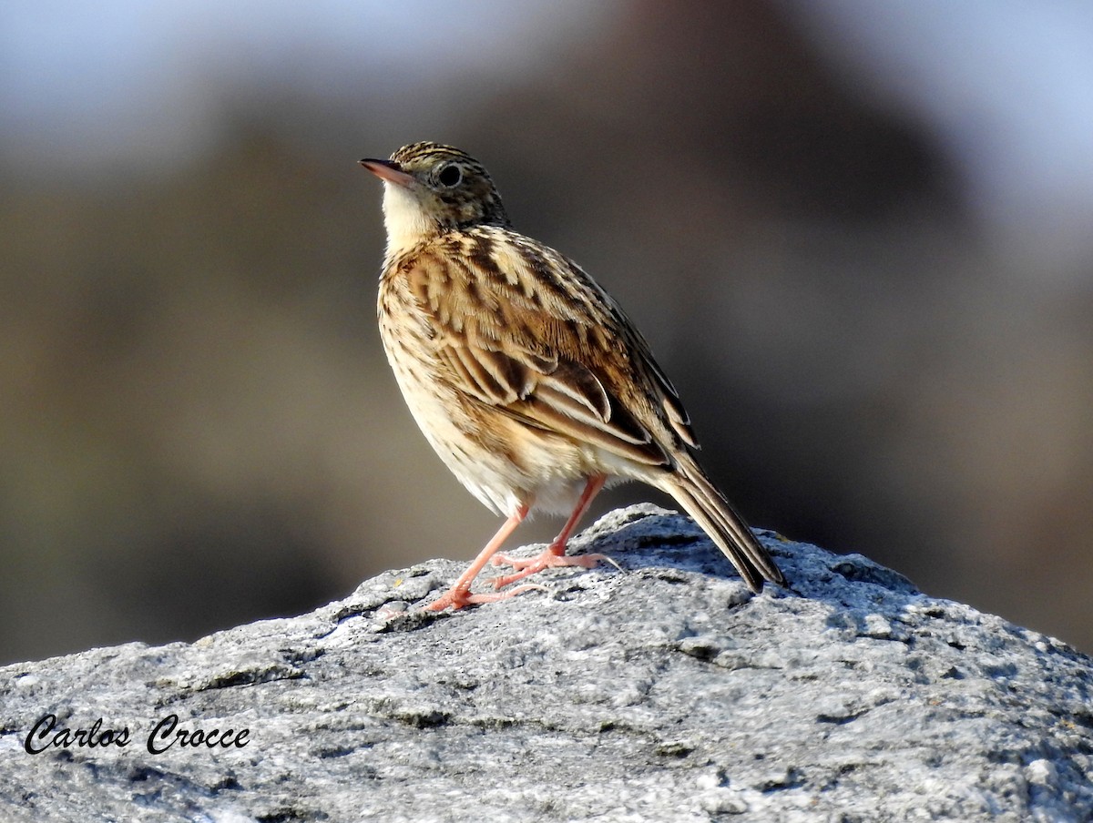 Hellmayr's Pipit - ML169118071