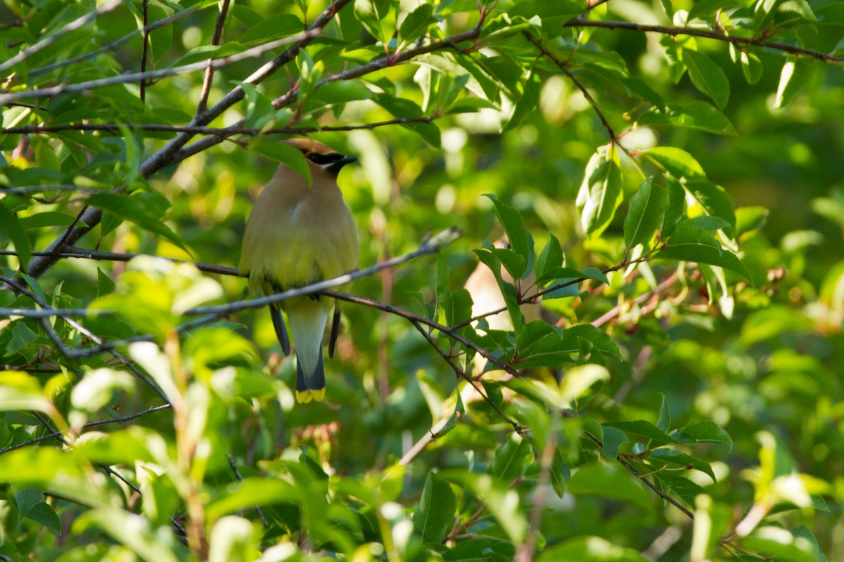 Cedar Waxwing - ML169122281