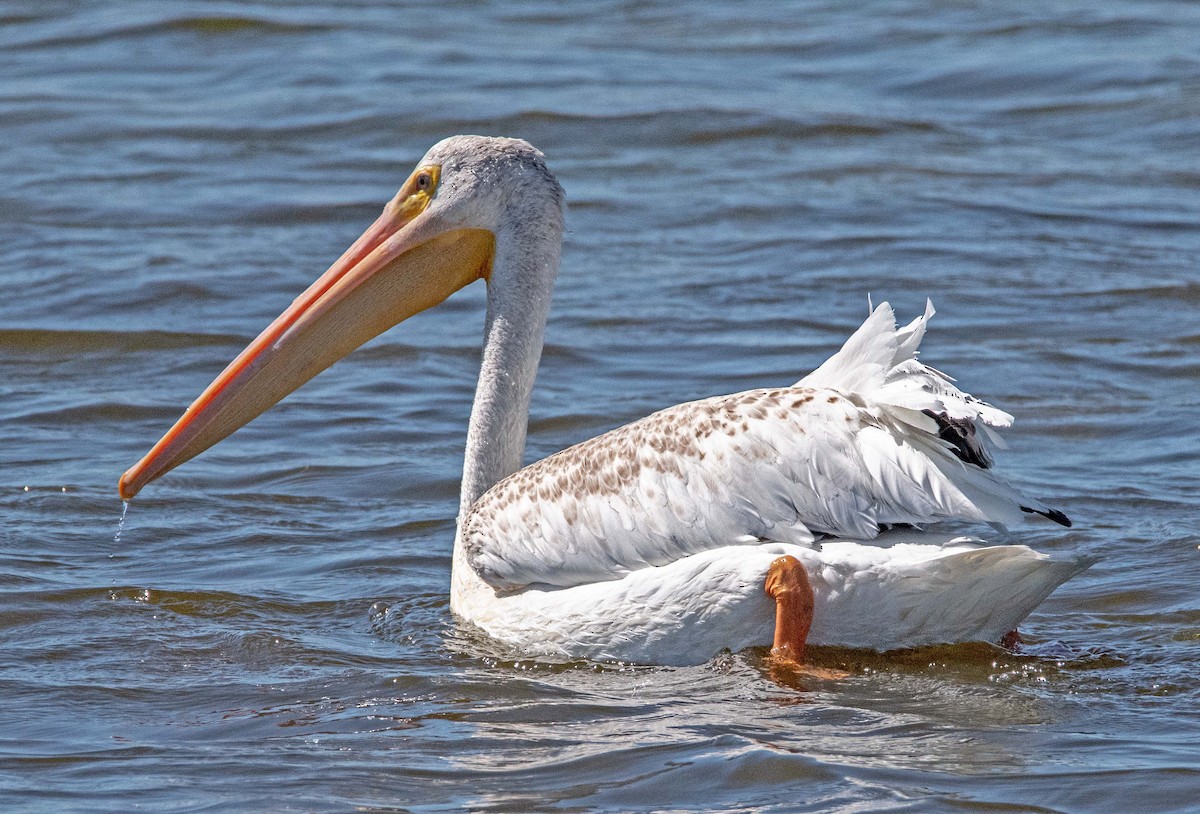 American White Pelican - Margaret & Fred Parkes