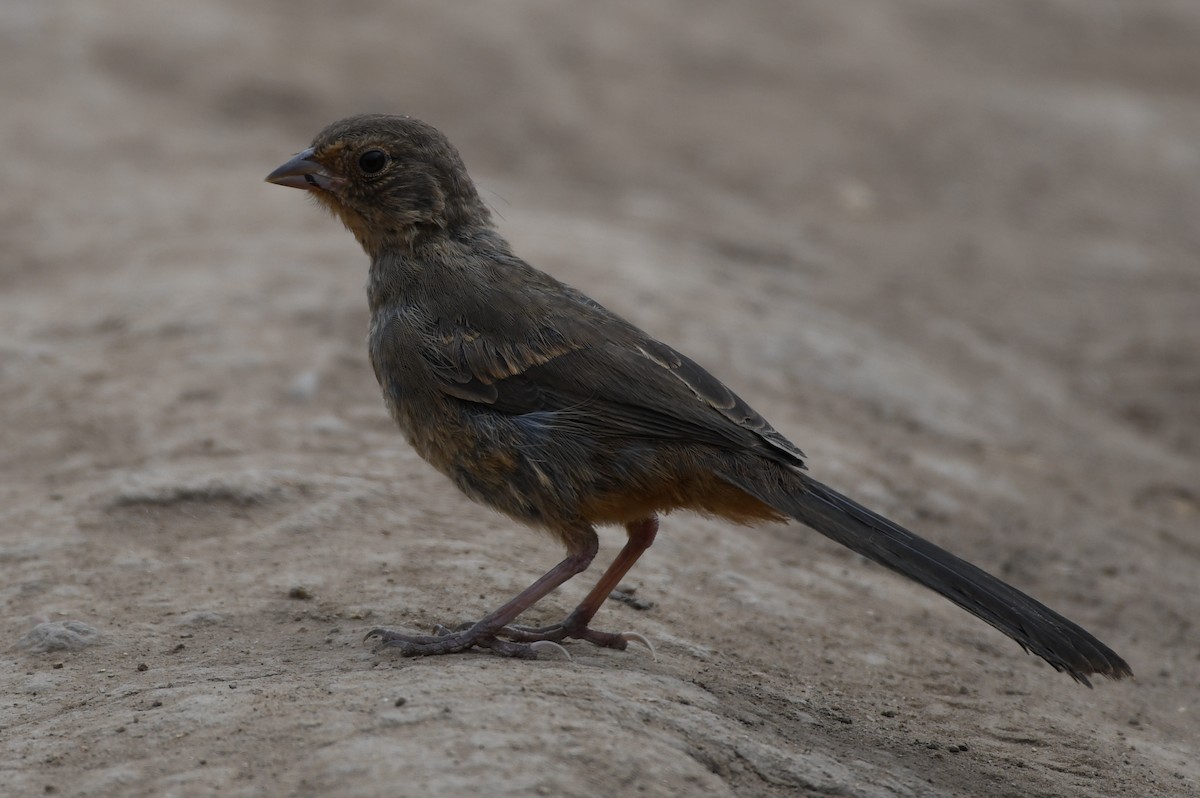 California Towhee - Max Leibowitz