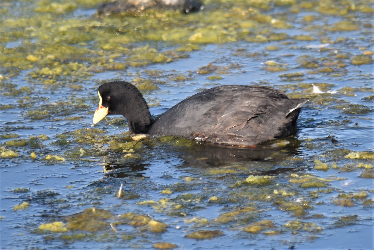 Red-gartered Coot - ML169123521