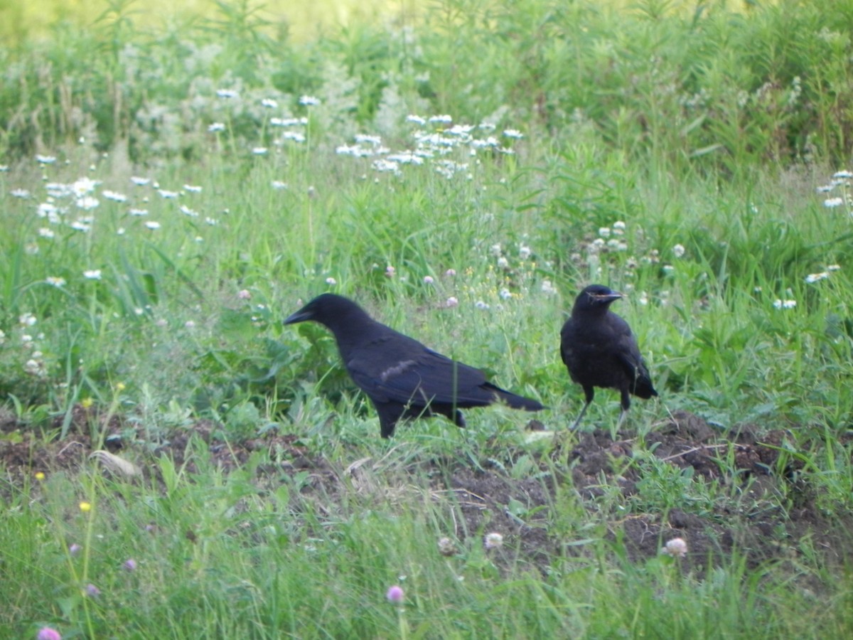 American Crow - Nancy Houlihan