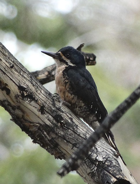 Black-backed Woodpecker - ML169124911