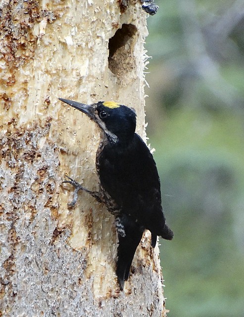 Black-backed Woodpecker - ML169124921