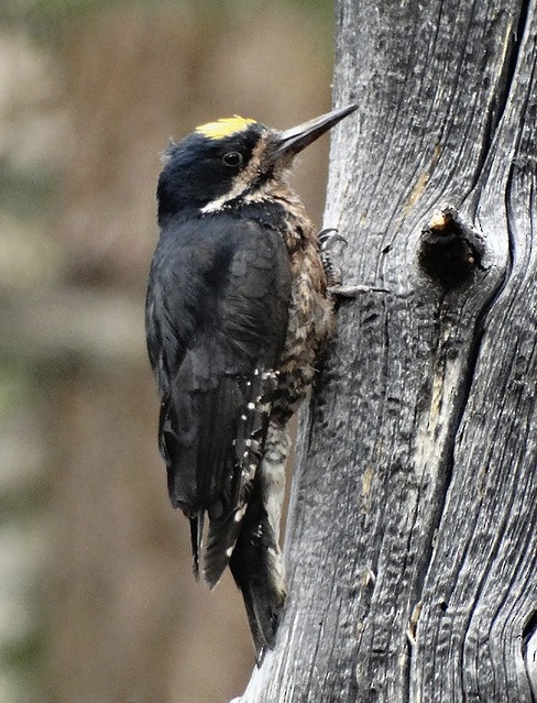 Black-backed Woodpecker - ML169124931