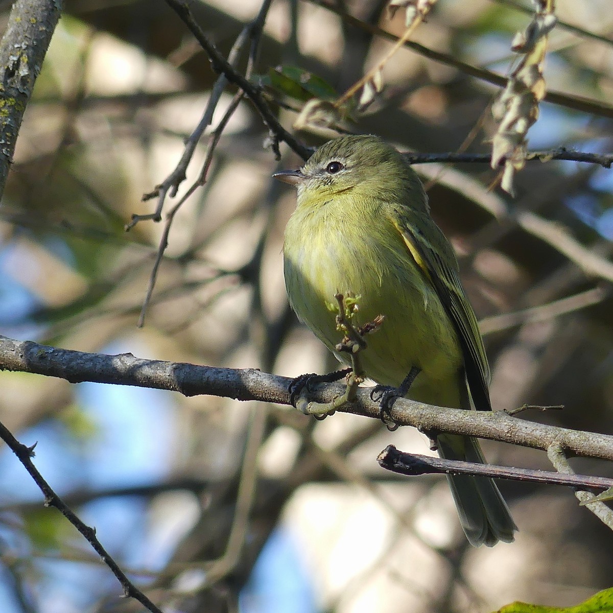 Rough-legged Tyrannulet - Jorge  Quiroga