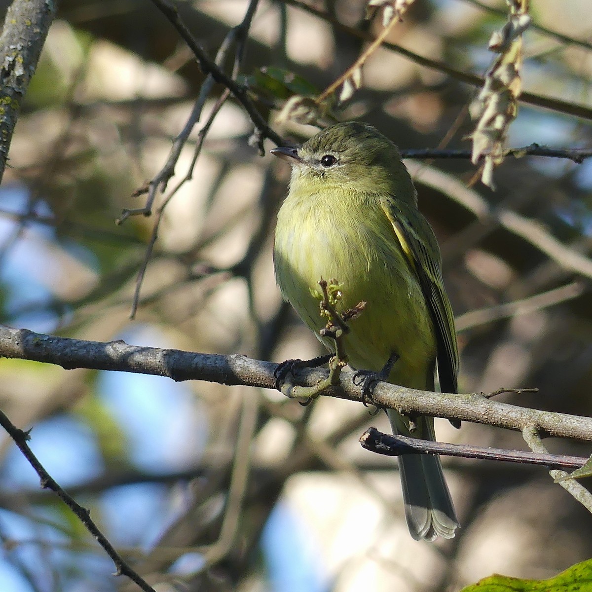 Rough-legged Tyrannulet - ML169125541