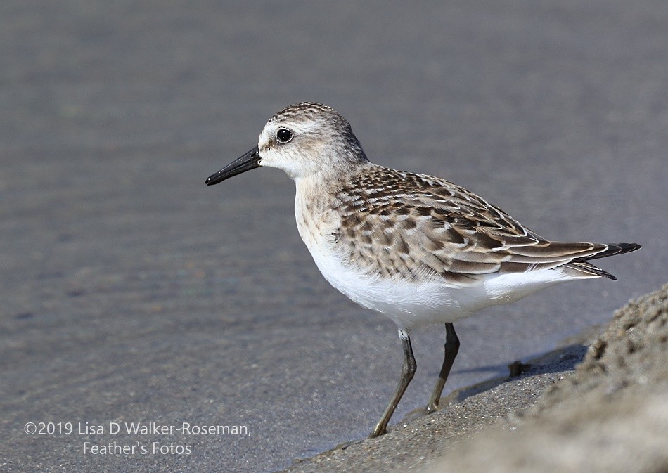 Semipalmated Sandpiper - Lisa Walker-Roseman