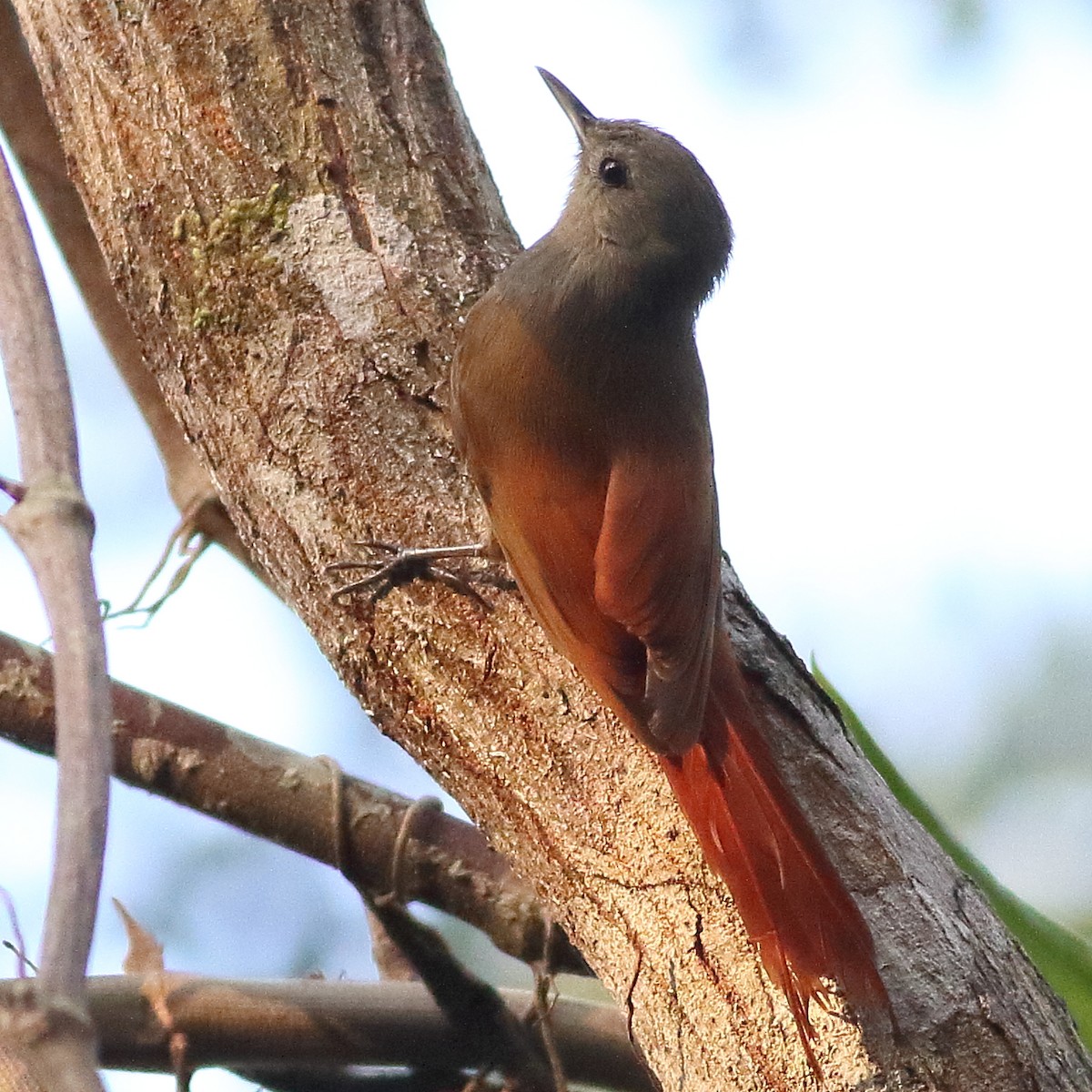 Olivaceous Woodcreeper - ML169127171