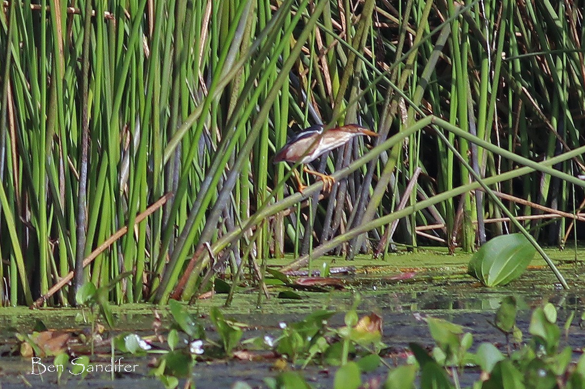 Least Bittern - ML169129401