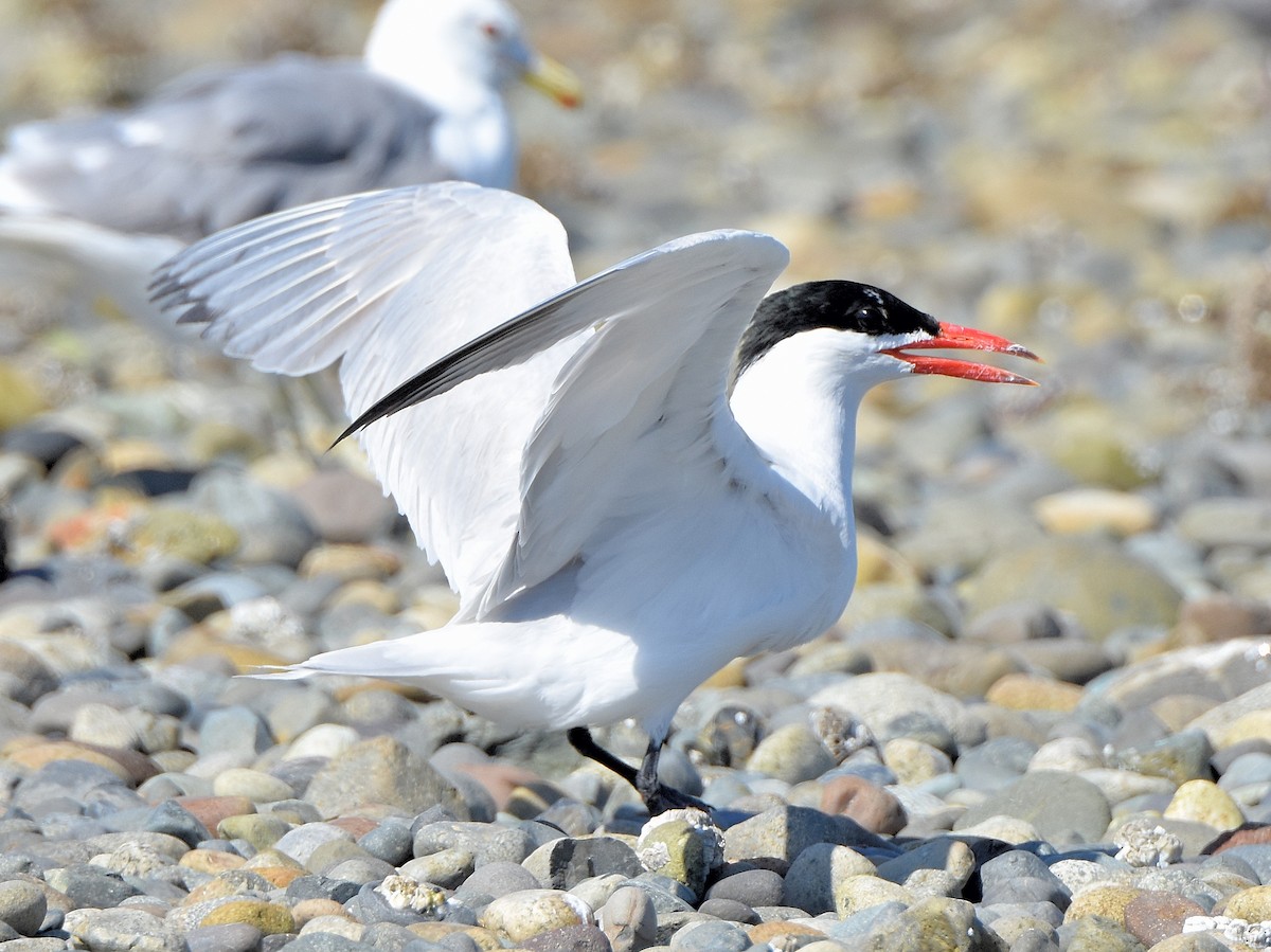 Caspian Tern - Carol Riddell