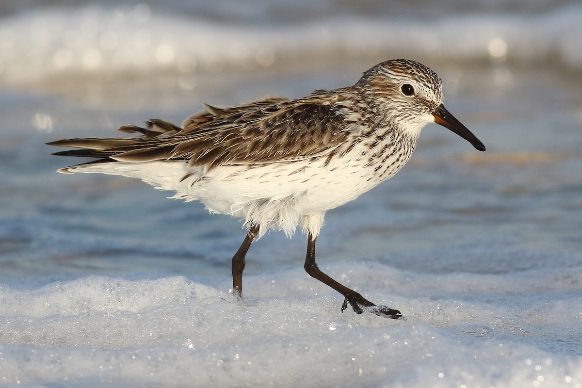 White-rumped Sandpiper - ML169131761