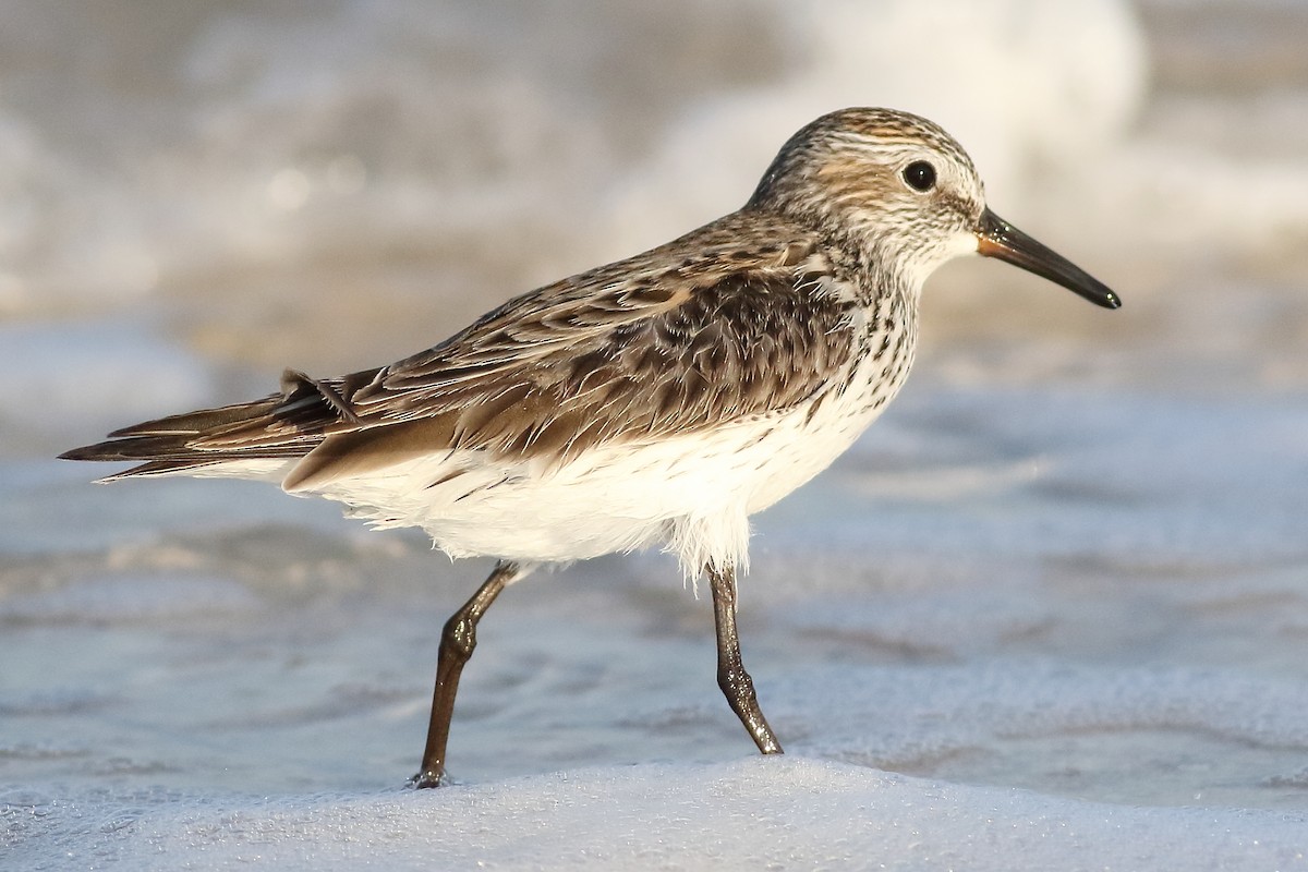 White-rumped Sandpiper - ML169131791