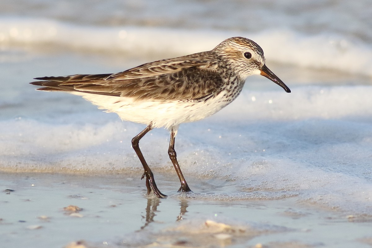 White-rumped Sandpiper - ML169131811