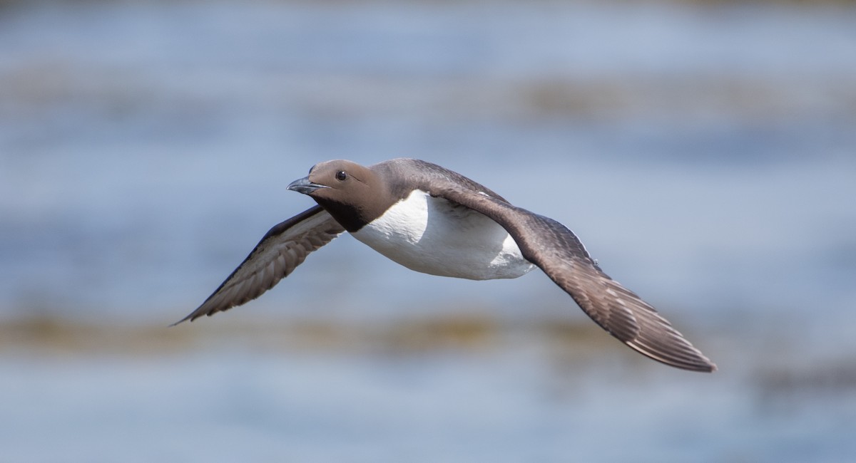 Common Murre - ML169133461