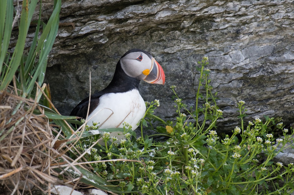 Atlantic Puffin - ML169133591