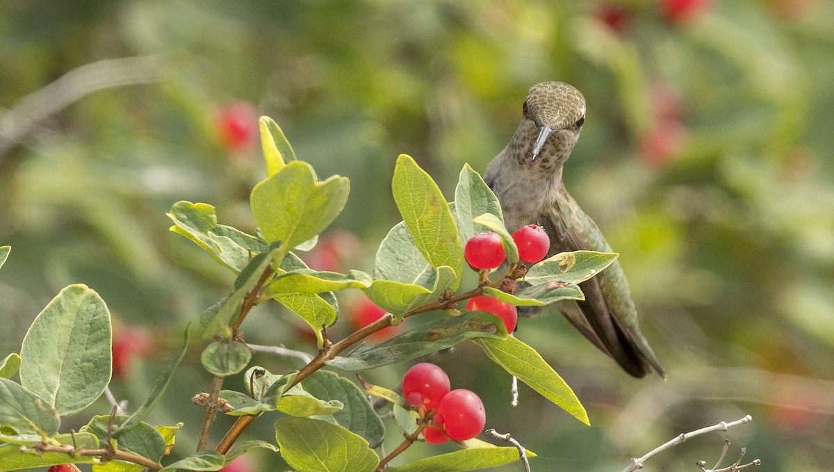 Anna's Hummingbird - ML169134141