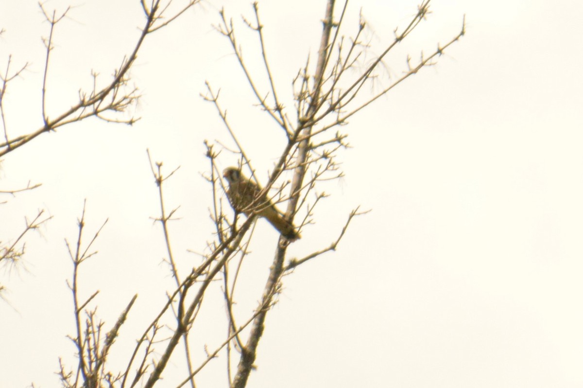 American Kestrel - ML169135931