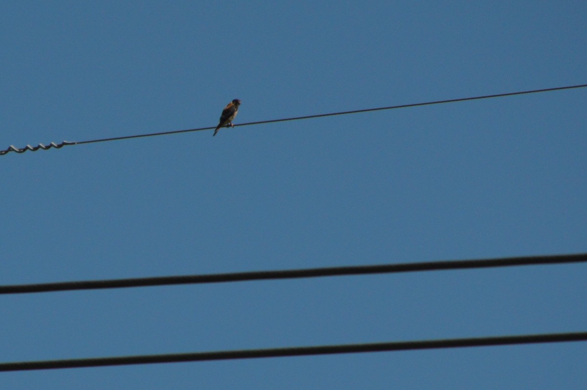 American Kestrel - ML169135941