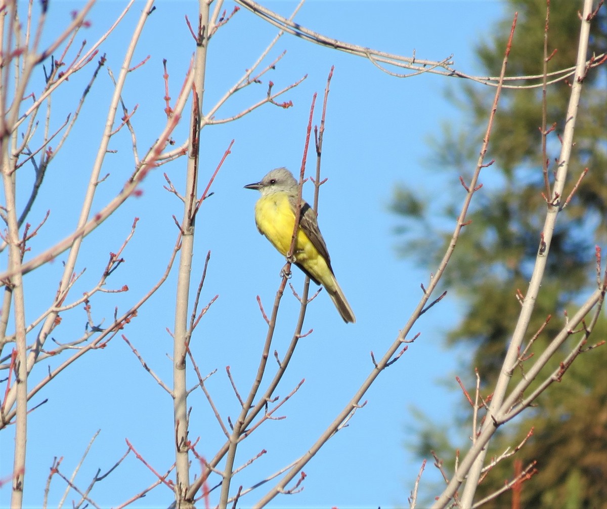 Couch's Kingbird - Chris Hayward