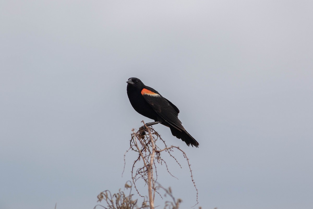 Red-winged Blackbird - ML169137621