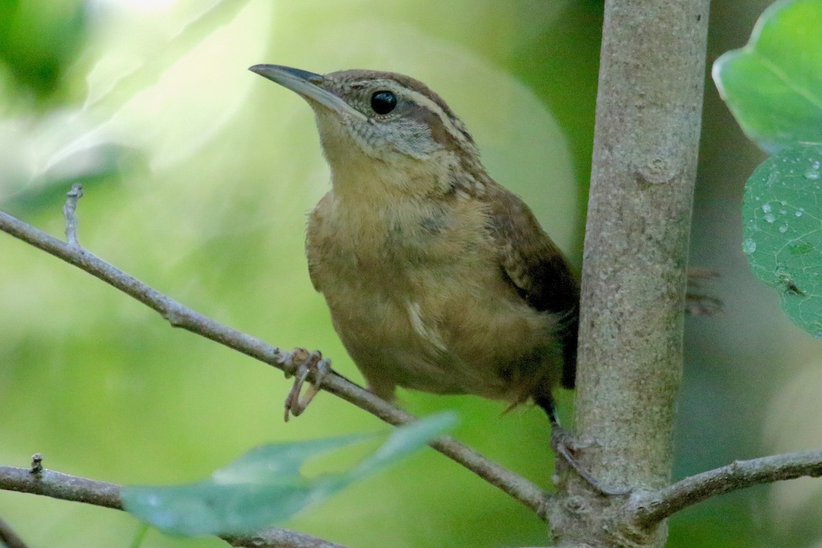 Carolina Wren - Gil Ewing