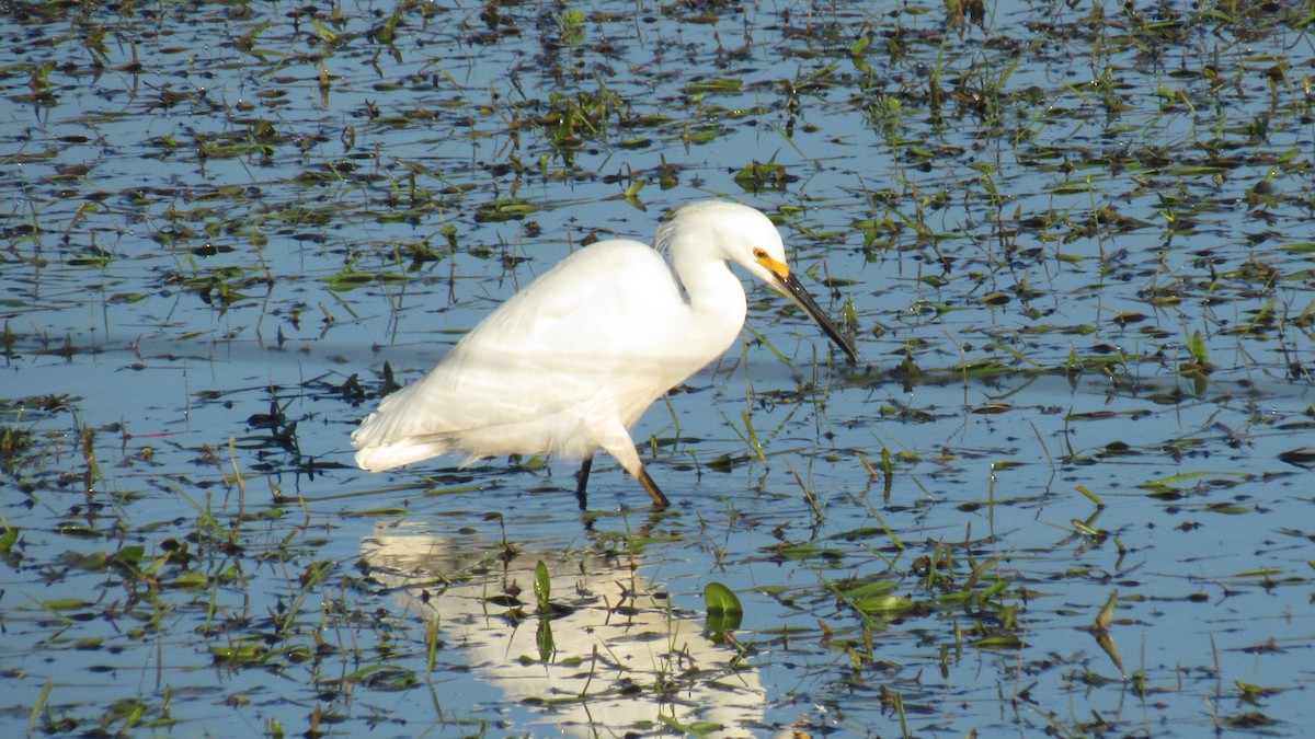 Snowy Egret - ML169139181