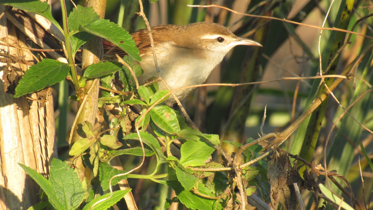 Curve-billed Reedhaunter - ML169139561