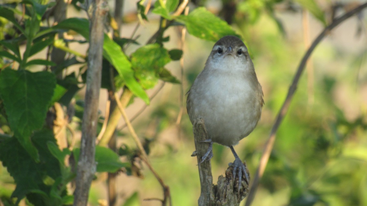 Curve-billed Reedhaunter - ML169139581