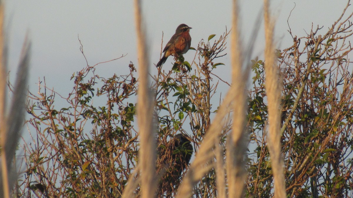 Black-and-rufous Warbling Finch - ML169140201