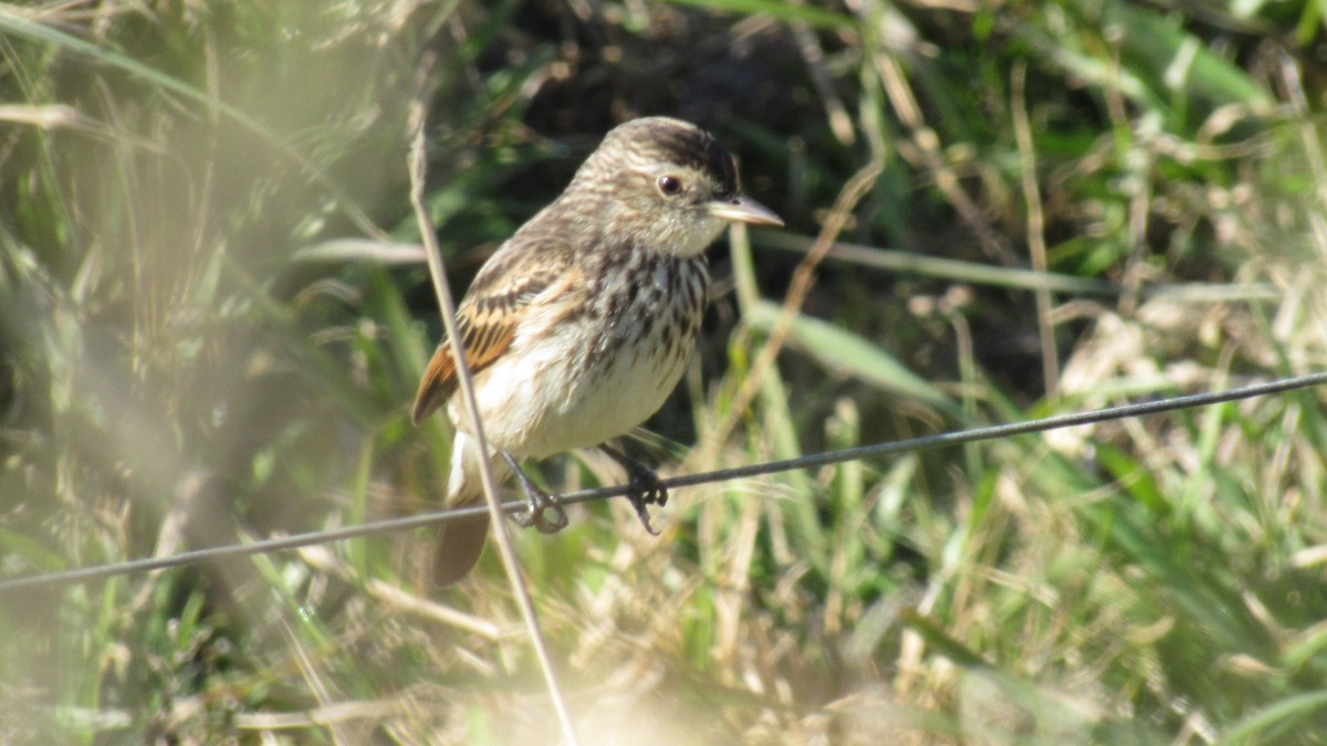 Spectacled Tyrant - ML169141481