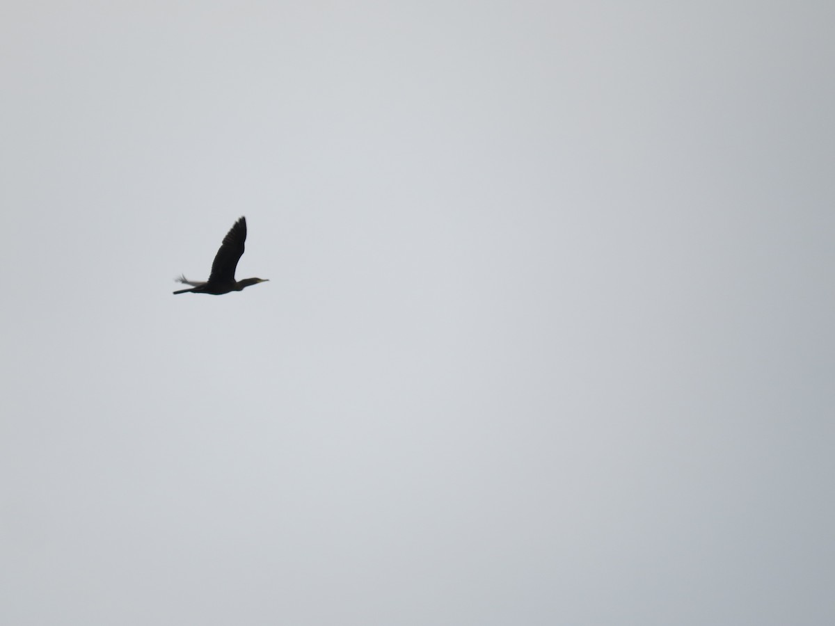 Double-crested Cormorant - ML169142601